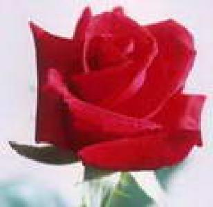 MEĐUNARODNI DAN ŽENA